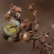 Jeune Chardonneret jaune mangeant des graines d’asters