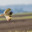 Conférence « Mais comment volent les oiseaux ? »