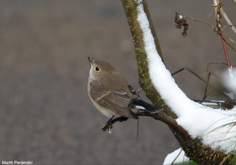 Comment distinguer les Gobemouches nain et de la taïga ?