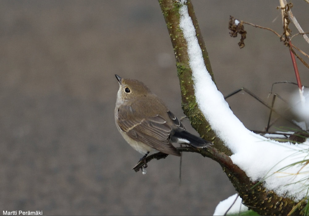 Gobemouche de la taïga (Ficedula albicilla) de premier hiver