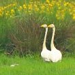 Le Cygne chanteur a de nouveau niché avec succès en Dombes (Ain) en 2020