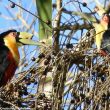 Comment un toucan peut-il se nourrir quand son bec est cassé ?