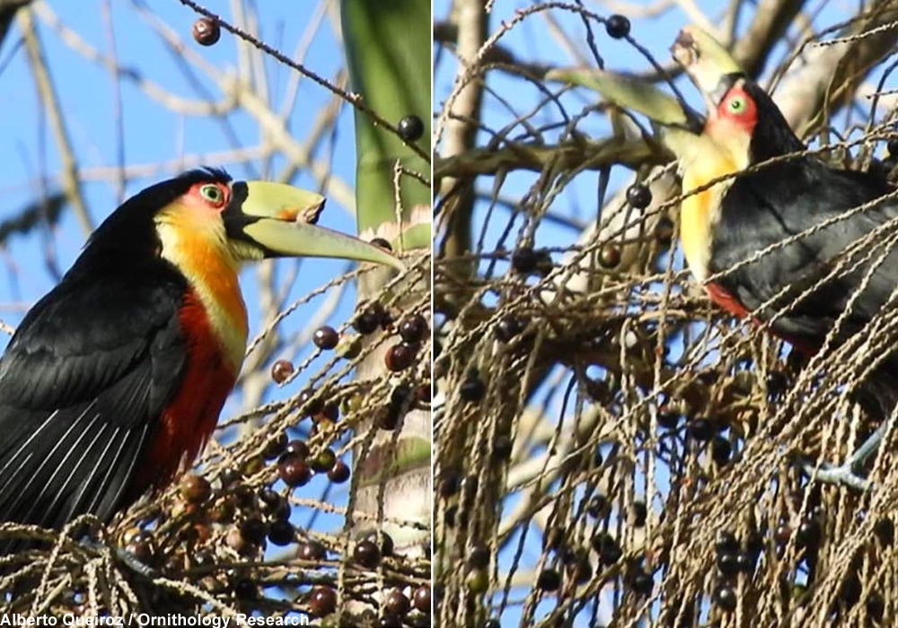 Toucan à ventre rouge (Ramphastos dicolorus) avec le bec cassé