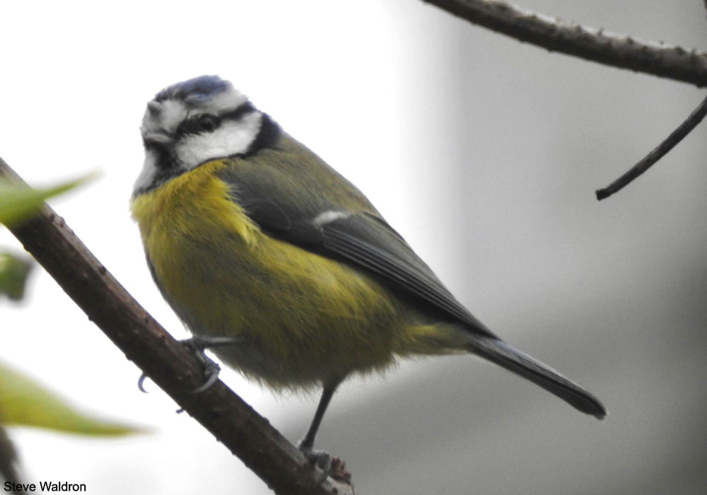 Mésange bleue (Cyanistes caeruleus) avec une probable tique