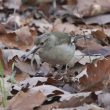 Pinson des arbres au long bec essayant de manger