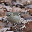 Pinson des arbres au long bec attrapant une graine