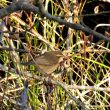 Pouillot brun en Gironde