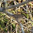 Pouillot brun en Gironde