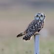 Hibou des marais dans le Cambrésis