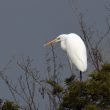 Grande Aigrette en Corse