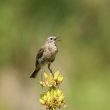 Pipit spioncelle sur le Mont-Dore