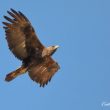 Aigle royal et Hirondelle de rochers