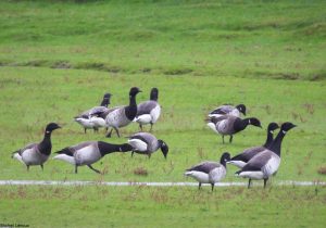 Bernaches cravants à ventre pâle (Branta bernicla hrota)