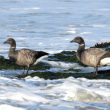 Bernaches cravants dans la Manche