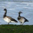 Bernaches cravants à ventre pâle dans la Manche