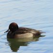 Possible canard hybride en Ille-et-Vilaine