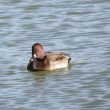 Possible canard hybride en Bretagne