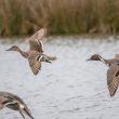 Visite guidée de la réserve de chasse et de faune sauvage du Massereau (Loire-Atlantique)