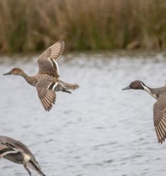 Visite guidée de la réserve de chasse et de faune sauvage du Massereau (Loire-Atlantique)