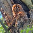 Chouettes hulottes dans le parc forestier de la Poudrerie