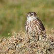 Faucon émerillon dans la Manche