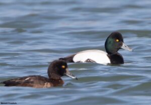 Fuligule à tête noire (Aythya affinis) mâle adulte