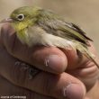 Les Zostérops à flancs jaunes vivant dans les mangroves d’Arabie Saoudite seraient en train de diverger