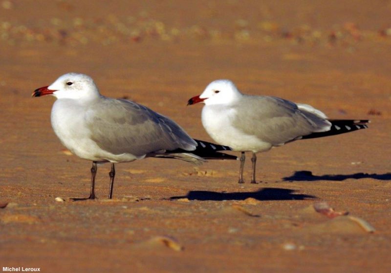 Un couple de Goélands d’Audouin a peut-être essayé de nicher en Gironde en 2020