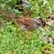 Un Accenteur mouchet au plumage atypique découvert dans le Jura en décembre 2020