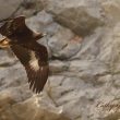 Le plumage contrasté des jeunes Aigles royaux servirait de message d’avertissement