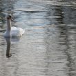 Cygne tuberculé sur la Dordogne