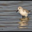 Bécasseau sanderling en Camargue