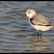 Bécasseau sanderling