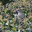 Fauvette à tête noire femelle dans un lierre en fruit