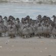 Bécasseaux maubèches sur la plage de Saint-Pair-sur-Mer