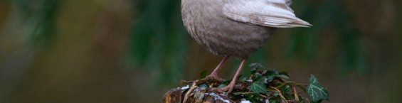 Merle noir (Turdus merula) atteint de dilution pigmentaire