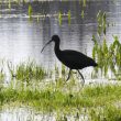 Ibis falcinelle en Corse