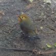 Léiothrix jaune dans le jardin