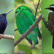 Une liste complète et à jour en français des espèces d’oiseaux du monde à télécharger