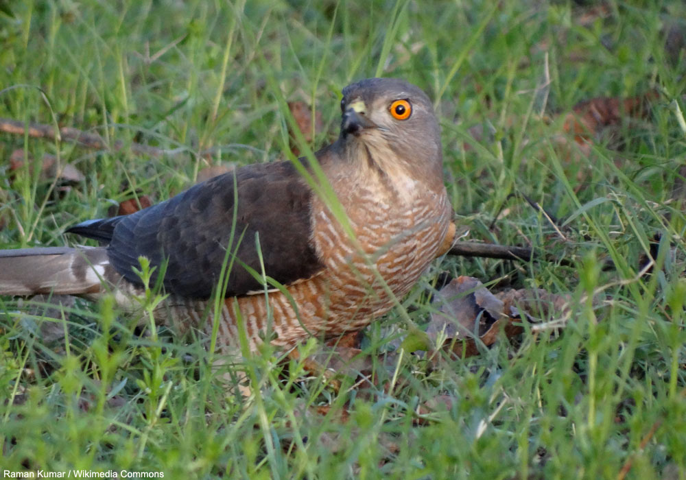 Épervier shikra (Accipiter badius) de la sous-espèce dussumieri