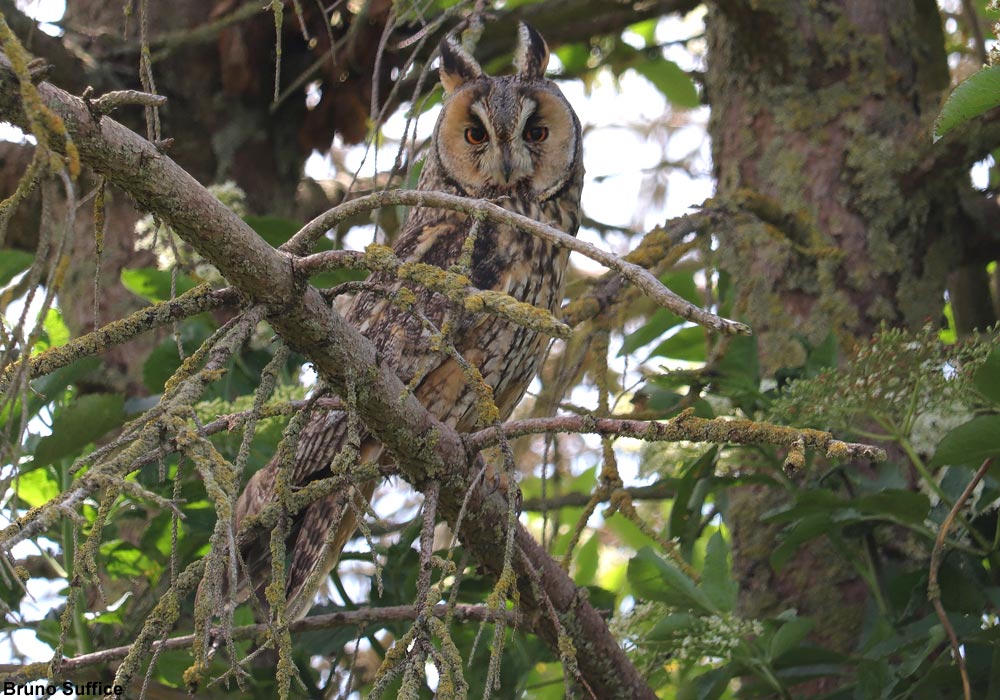 Hibou moyen-duc (Asio otus)