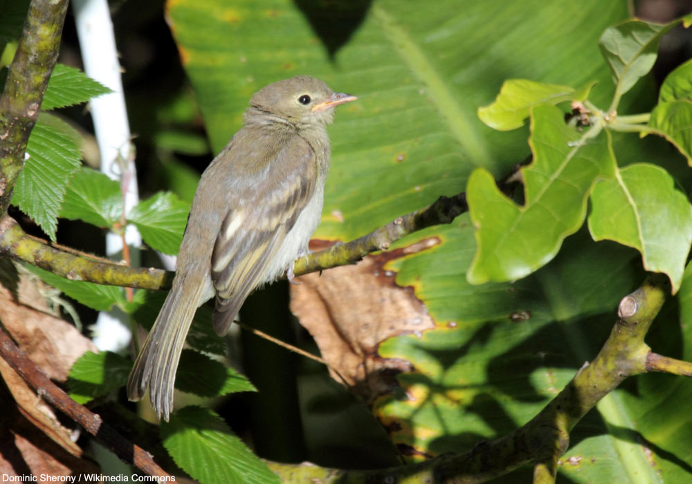 Élénie montagnarde (Elaenia frantzii)