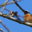 Un Rougequeue à front blanc mâle a imité plus de 50 espèces d’oiseaux en une heure en Estrémadure (Espagne)