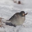 La Niverolle alpine peut manger des crottes de Lagopède alpin en hiver