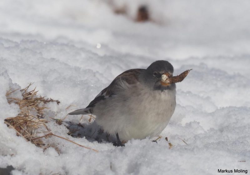 La Niverolle alpine peut manger des crottes de Lagopède alpin en hiver