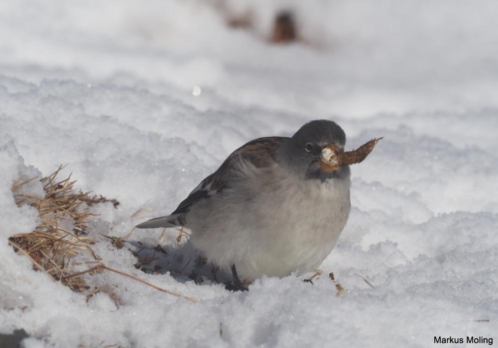 Niverolle alpine (Montifringilla nivalis)