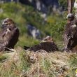 La réintroduction de l’Aigle de Bonelli à Majorque (Baléares) aurait des effets négatifs pour l’Aigle botté