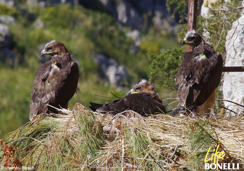 Aigles de Bonelli (Aquila fasciata)