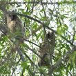 Un couple de Hiboux moyens-ducs a niché dans une colonie de Goélands pontiques en Pologne