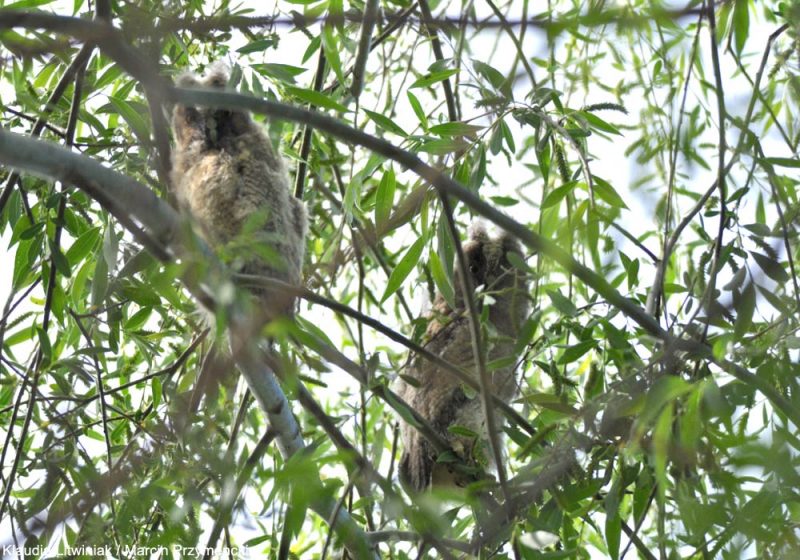 Un couple de Hiboux moyens-ducs a niché dans une colonie de Goélands pontiques en Pologne